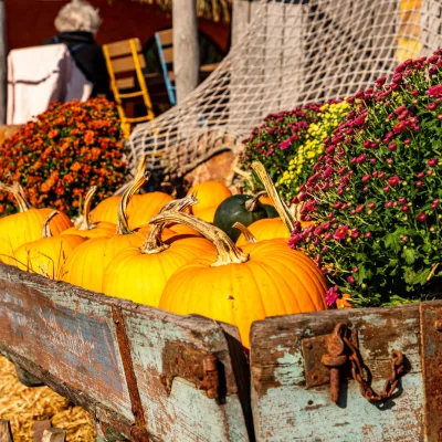 Halloween Days pompoenen kar