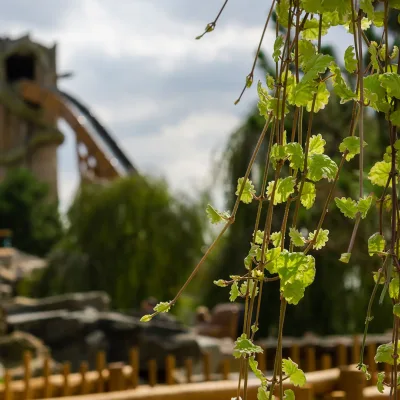 Wunderwald buiten bloemen3