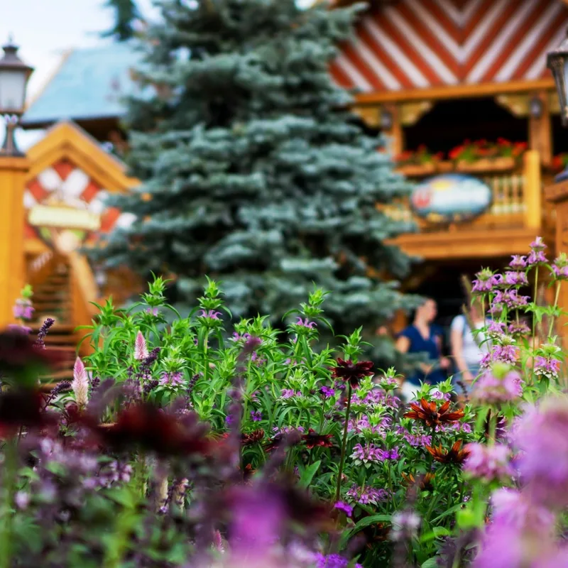 Wunderwald buiten bloemen